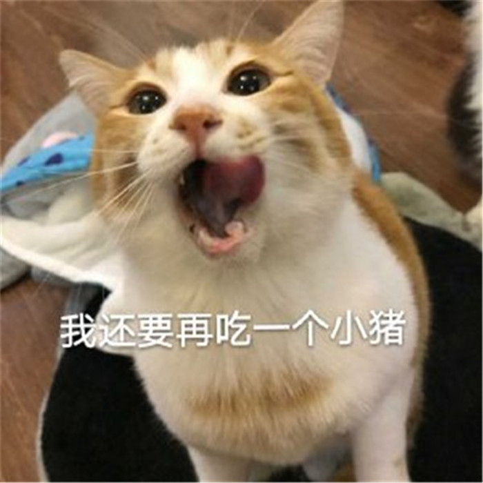 软萌可爱小猫咪搞笑表情包:凡事看得开,生活才能嗨