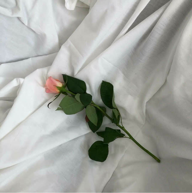 ins·唯美花朵·背景图:"我怕来不及 我要抱着你"