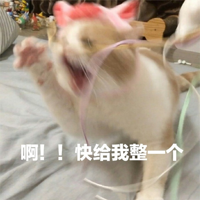 可爱萌宠猫咪搞笑表情包:没生气,很ok,不用哄我,直接滚吧