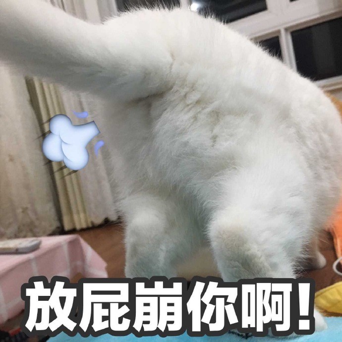 可爱猫咪搞笑表情包:小心我放屁崩你啊!