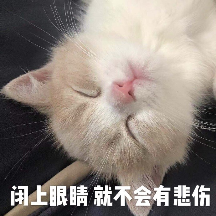 可爱猫咪搞笑表情包:小心我放屁崩你啊!