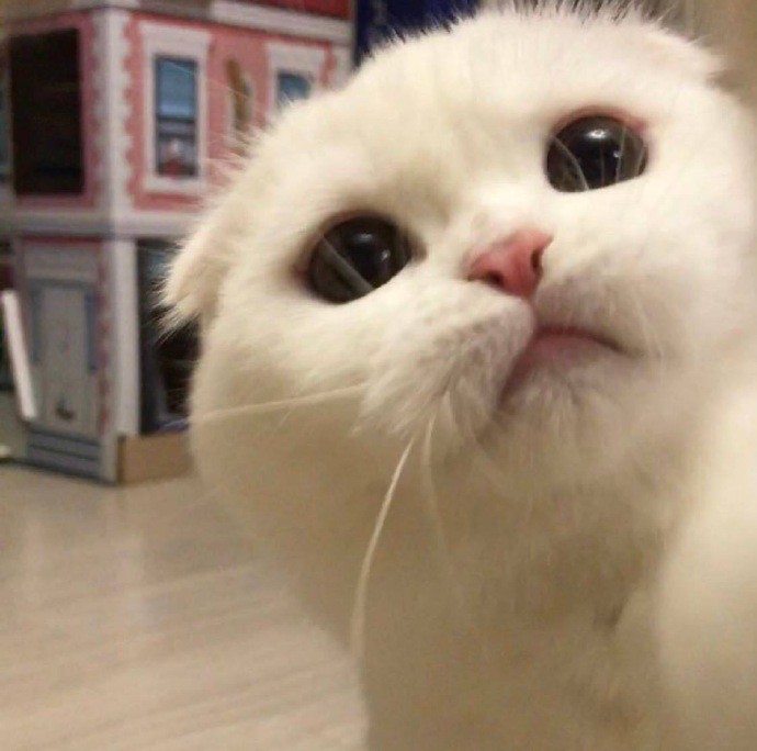 可爱猫咪搞笑表情包:晚安喽,裹紧我的小被子!