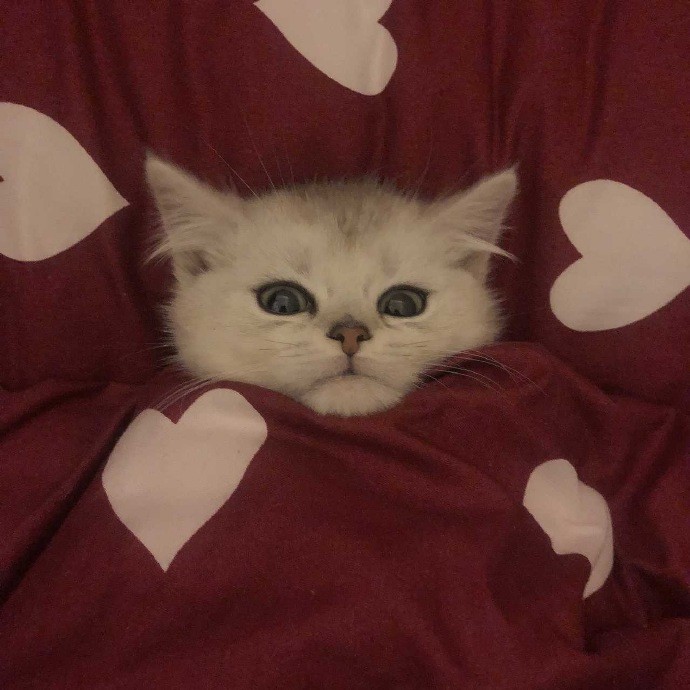 可爱猫咪搞笑表情包:晚安喽,裹紧我的小被子!