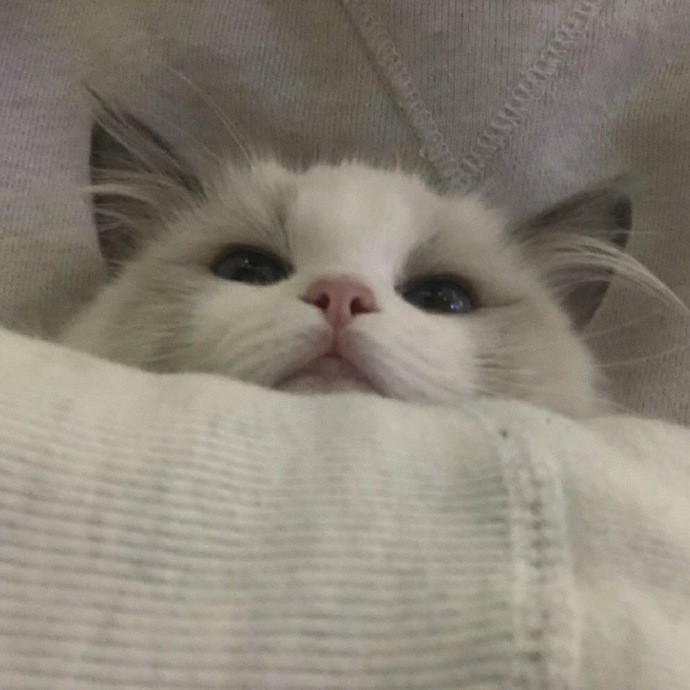 可爱猫咪搞笑表情包:晚安喽,裹紧我的小被子!
