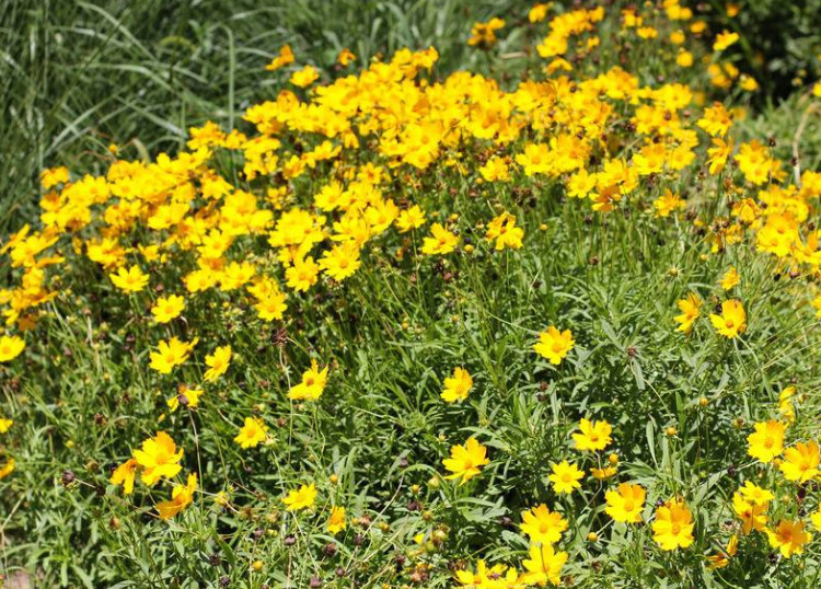 生长在山坡上的"黄花草"城里人当观赏植物种植,殊不知