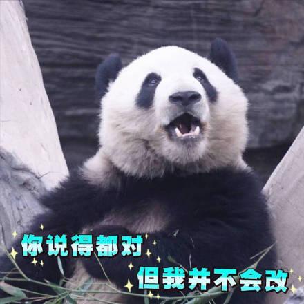 表情包:熊猫的表情包,请注意你跟老子说话的态度