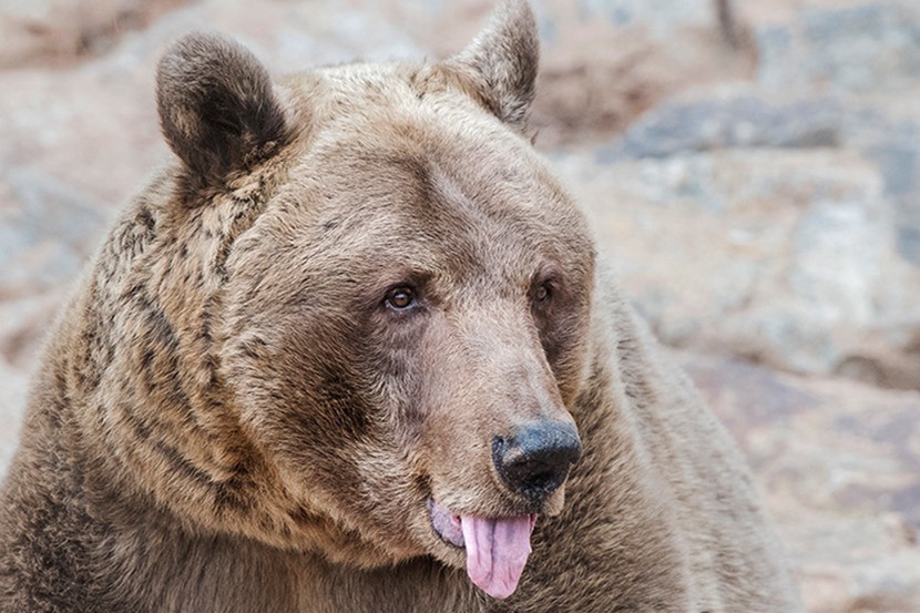 猎人遇棕熊袭击拼死咬掉熊舌头,大难不死却被告上法庭