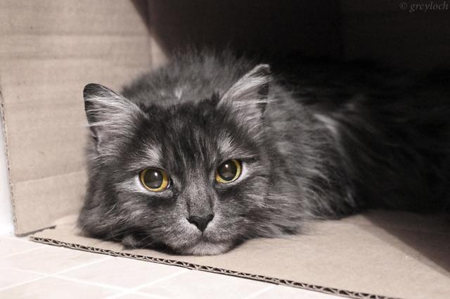 猫白血病不能被完全治愈 3个可怕之处让你知道猫咪也很 脆弱 看点快报