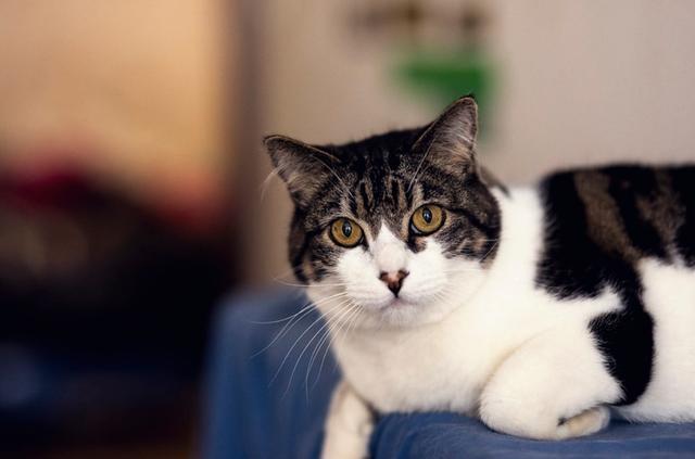 猫白血病不能被完全治愈 3个可怕之处让你知道猫咪也很 脆弱 看点快报