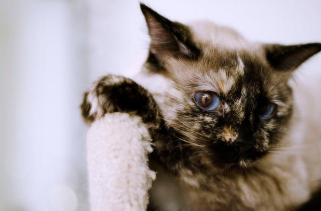 猫白血病不能被完全治愈 3个可怕之处让你知道猫咪也很 脆弱 看点快报