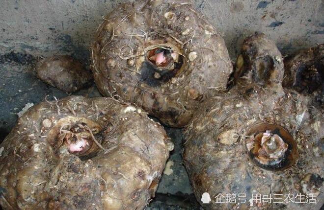 中国古代称妖芋,它的长得像蛇一样,不小心看到会吓一跳的魔芋