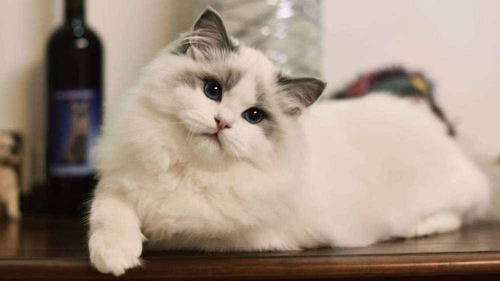 猜成语一个断尾壁虎_壁虎断尾图片(2)