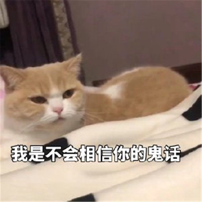 可爱萌宠猫咪搞笑表情包:我也想去大人的世界看一看