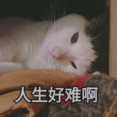 猫主子在线卖萌,睁一只眼闭一只眼动作超甜 "蠢萌"猫咪表情包