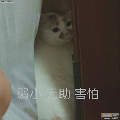 猫主子在线卖萌,睁一只眼闭一只眼动作超甜 "蠢萌"猫咪表情包