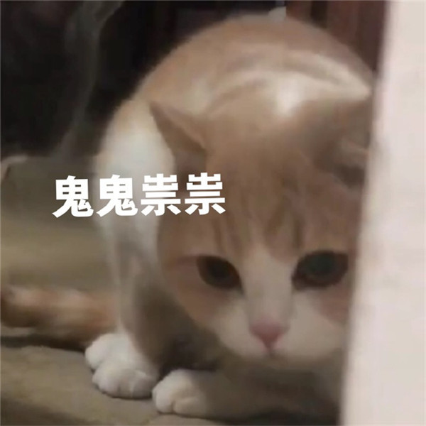 软萌可爱猫咪搞笑表情包:我知道日子不好过,可这他妈也太难过了