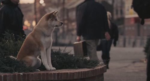 《忠犬八公的故事》:如此般衷心的狗狗实属罕见,九年如一日,只为等