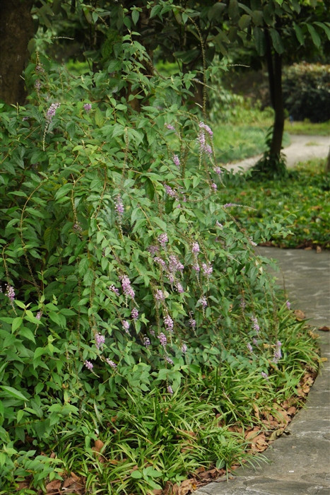 醉鱼草,见过吗?有毒,能祛风除湿,止咳化痰,散瘀,杀虫