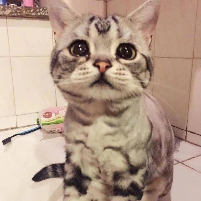 一只天生就可怜巴巴的猫星人,想把全世界的小鱼干都给它