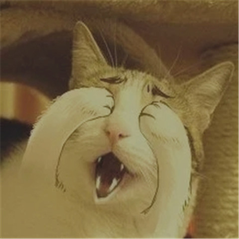 图一猫主子放大招了,24k钛合金眼上线,萌蠢猫咪表情包
