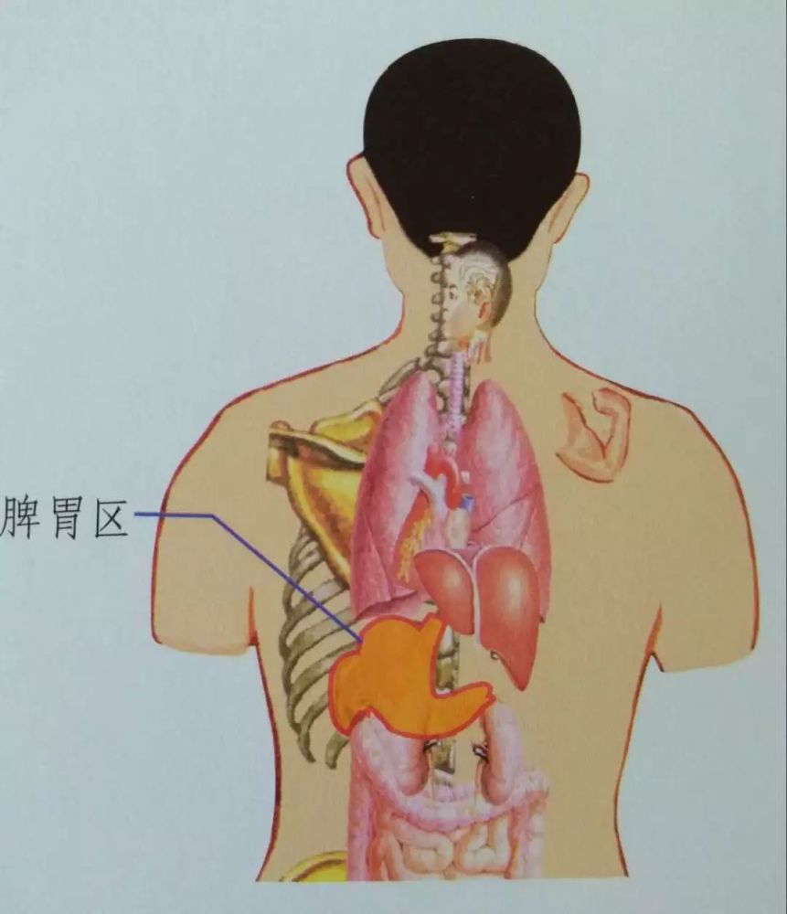 2,在脾胃体表投影区(左上腹部及左中背部脾胃区域体表皮肤部位)的位置