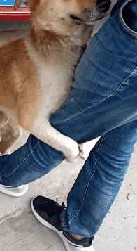 壁纸 动物 狗 狗狗 196_357 gif 动态图 动图