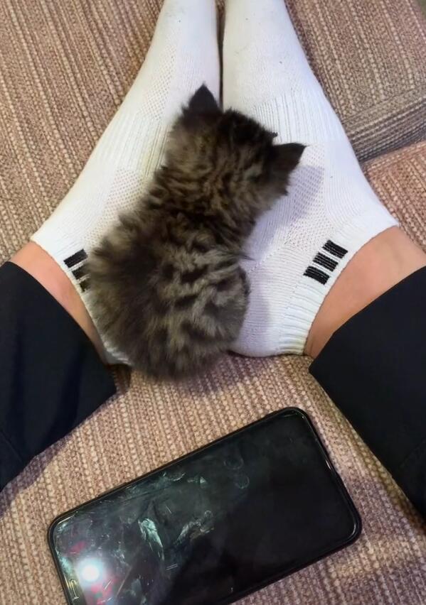 小奶猫闻一下臭脚,立马陶醉了,自己开始舔脚熏香鼻子