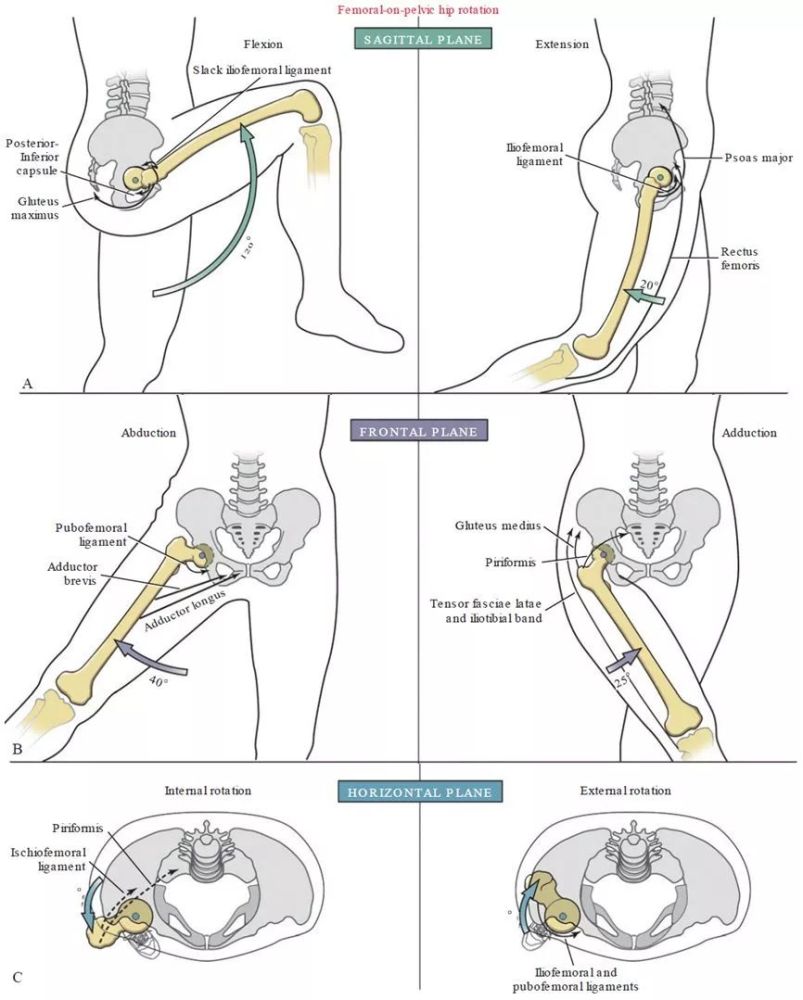 髋关节,膝关节,骨盆,股骨头,韧带