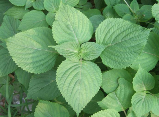 荒野维生食物之野菜系列——白苏