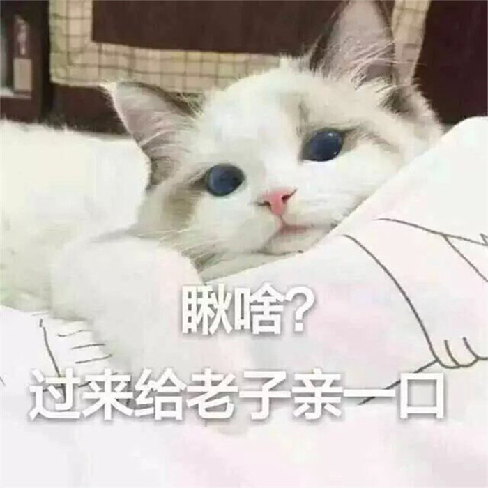 可爱萌宠猫咪搞笑表情包:胖怎么了?我美啊!