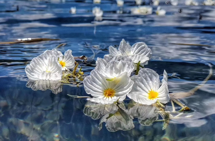 水性杨花,云南,花瓣,泸沽湖,冷知识