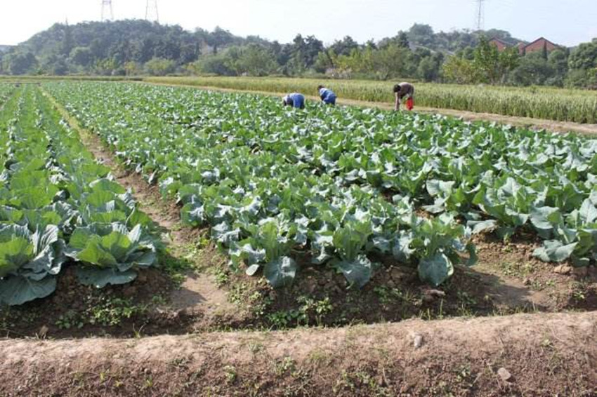 菜农分享包菜种植管理要点,细心掌握好,不怕包菜没销路