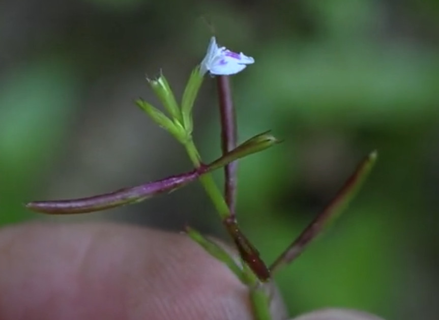 野外这植物叫"锯齿草"是农村常见的杂草之一,如今药用价值极高