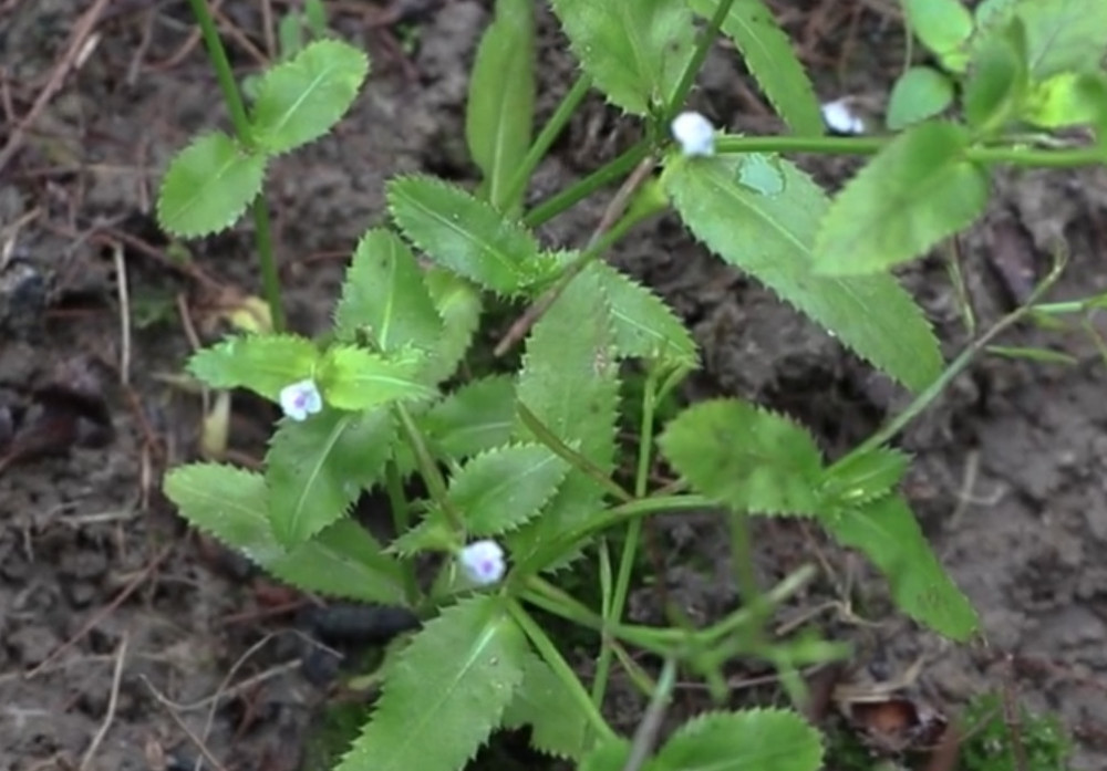 野外这植物叫"锯齿草"是农村常见的杂草之一,如今药用价值极高