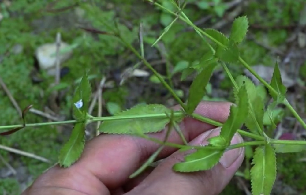 野外这植物叫"锯齿草"是农村常见的杂草之一,如今药用