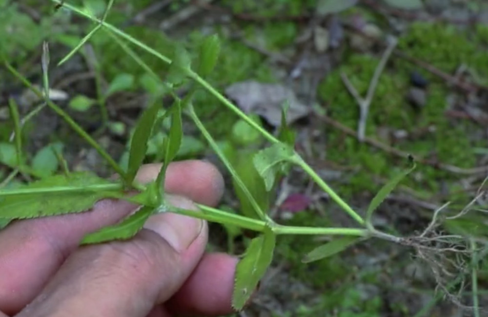 野外这植物叫"锯齿草"是农村常见的杂草之一,如今药用