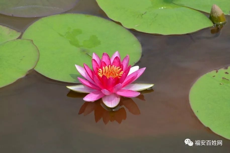 终于明白了原来荷花与莲花的区别是这样的