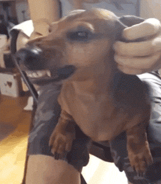 狗狗鼻子乍一看像整容失败,原来是在指挥主人挠痒痒