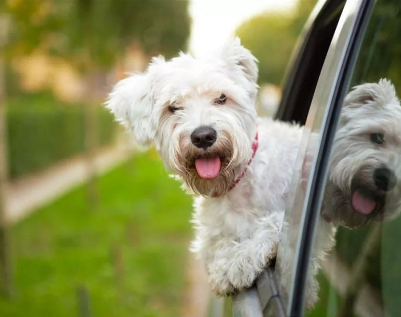 原来狗子坐车喜欢伸头,不是为了好奇看风景,而是为了
