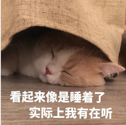 超级萌宠猫咪表情包:看起来像是睡着了 实际上我有在听!