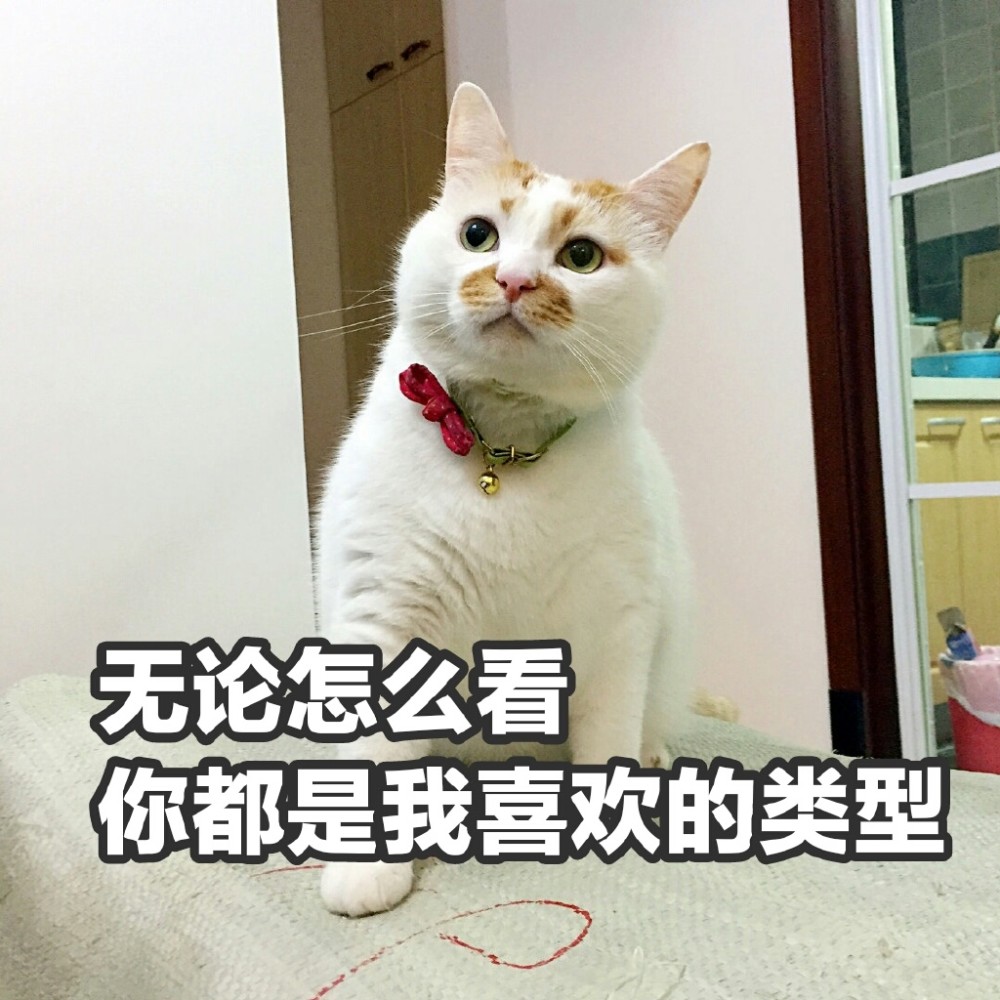 可爱萌宠猫猫搞笑表情包:每天偷看你一眼,生活过得比蜜甜