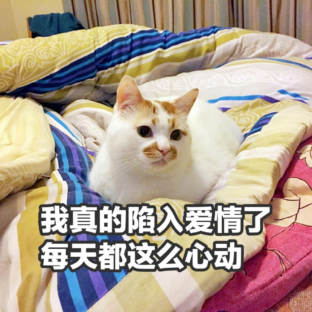 可爱萌宠猫猫搞笑表情包:我真的陷入爱情了,每天都这么心动