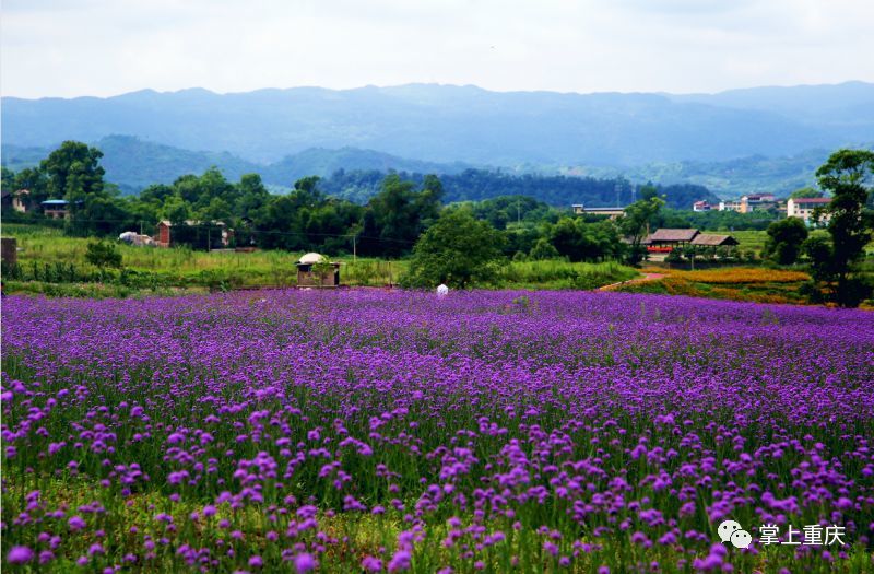 邻封镇,长寿区,新湾,油菜花,长寿湖,郑家岩