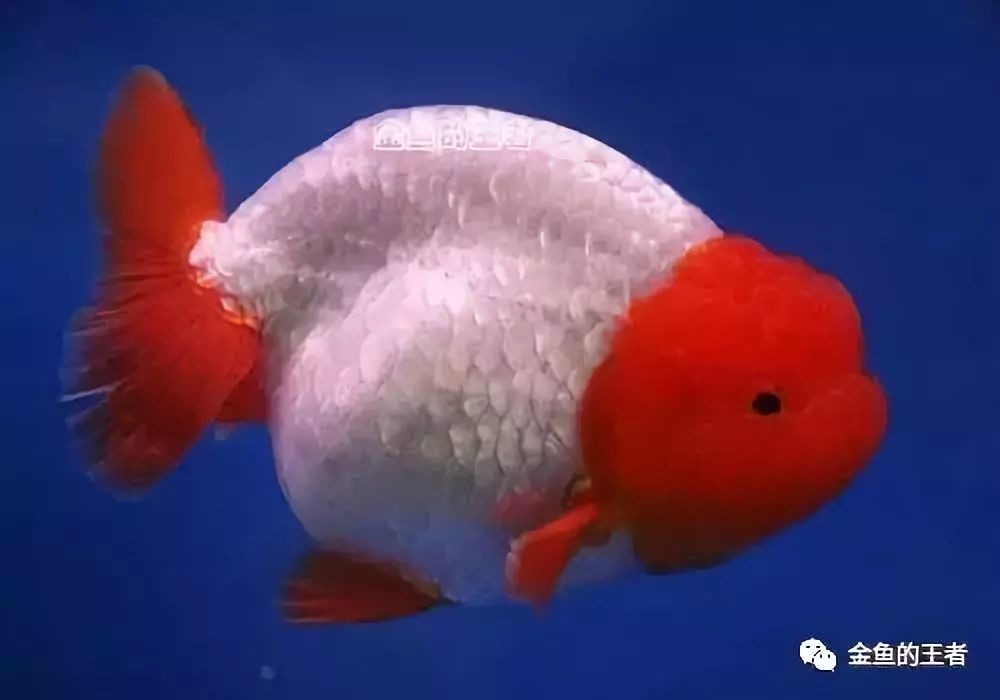 江湖再现神鱼,绝品十二红泰狮!