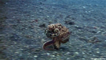 答案:章鱼 其中一个大的,两个小的,大的是给全身血液循环用的,两个小