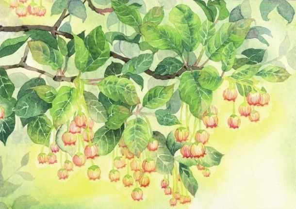 零基础水彩教程:分步骤讲解灯笼花水彩画法,简单易学