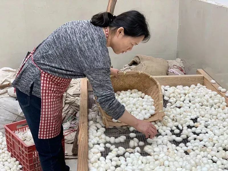 "蚕丝被"内幕被揭秘后,养蚕人这番话让人恍然大悟