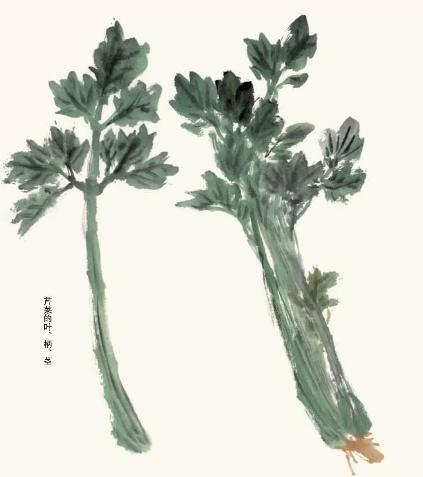 国画技法讲堂:名家教你画蔬果:芹菜,番茄画法