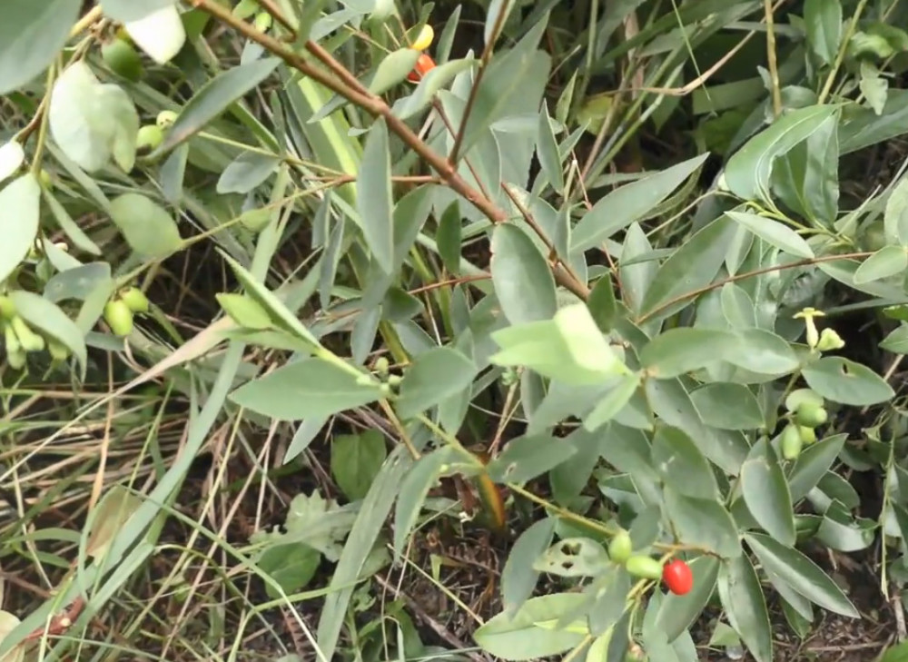 植物,了哥王,九信菜,深山药材,鸡麻子