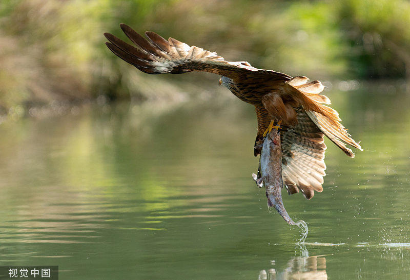 摄影师抓拍红鸢俯冲入水捕获鳟鱼瞬间 堪称动物界猎手